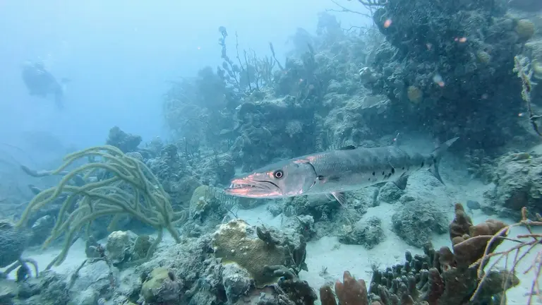 A barracuda over a coral reef, with a diver in the distance