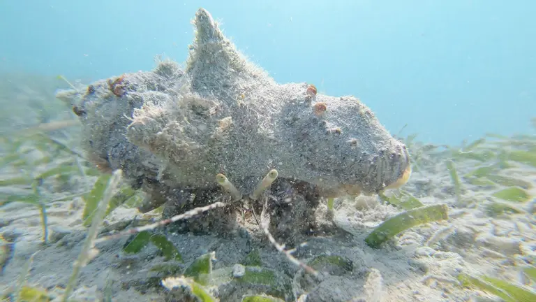 A conch shell on the seagrass