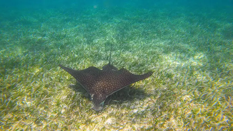 An eagle ray seen from above over seagrass