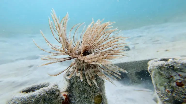 A feather duster worm on a rock in the sand