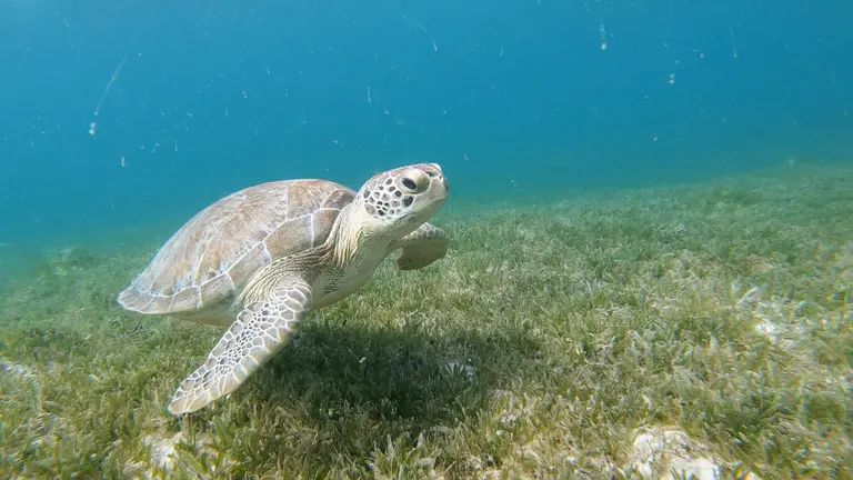 A green sea turtle swimming over a seagrass bed