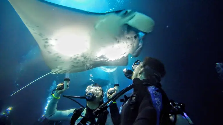 A manta ray overhead on a night dive, lit by the divers below