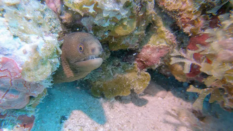A moray eel peeking out of a colorful reef