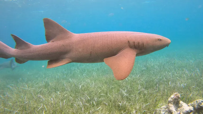 A nurse shark swimming over seagrass