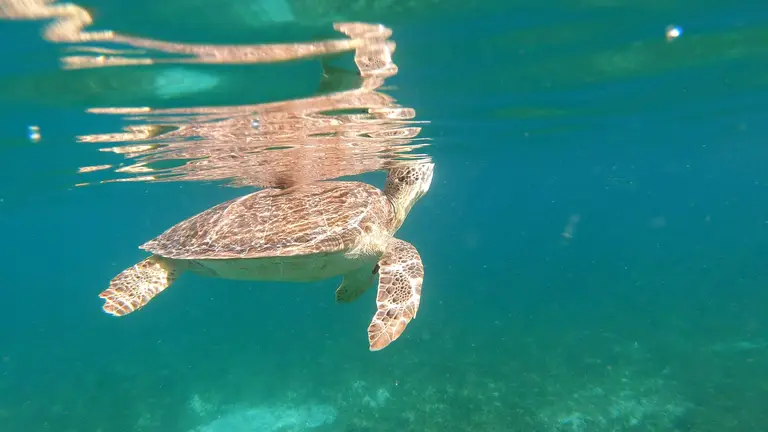 A sea turtle swimming just below the surface, reflected above it