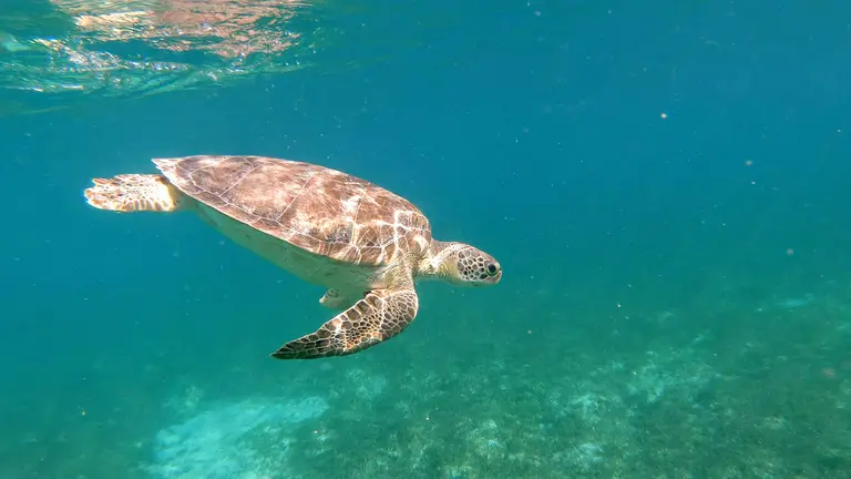 A sea turtle swimming in open water