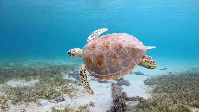 A sea turtle swimming over sand and seagrass