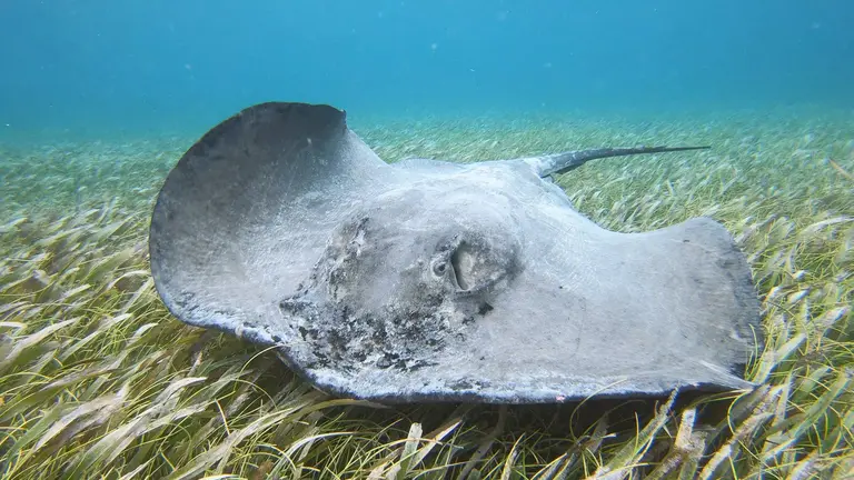 A stingray resting on seagrass