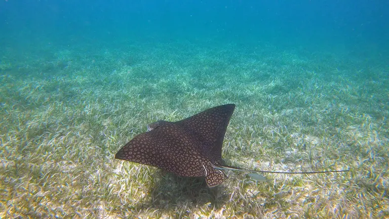 A spotted eagle ray gliding over seagrass